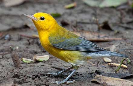 Prothonotary Warbler 