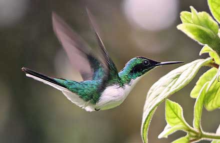 Purple-crowned Fairy