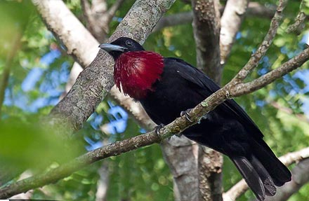 Purple-throated Fruitcrow 