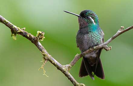 Purple-throated Mountain-gem