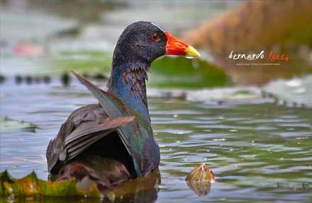Purple Gallinule