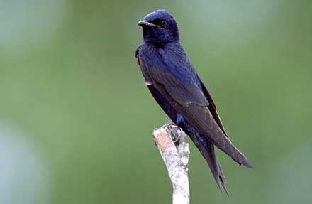 Purple Martin 