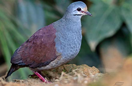 Purplish-backed Quail-Dove