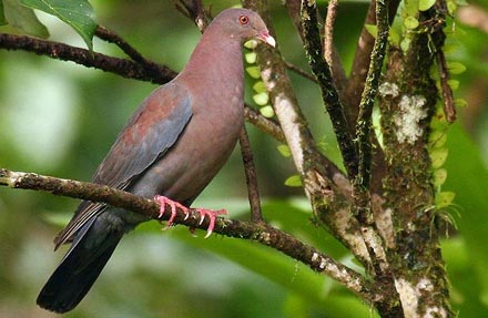 Red-billed Pigeon