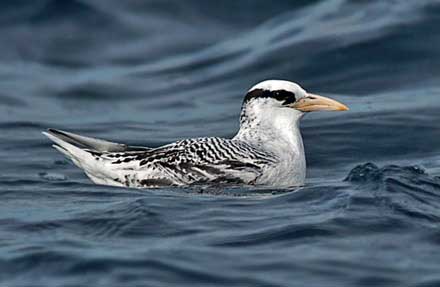 Red-billed Tropicbird