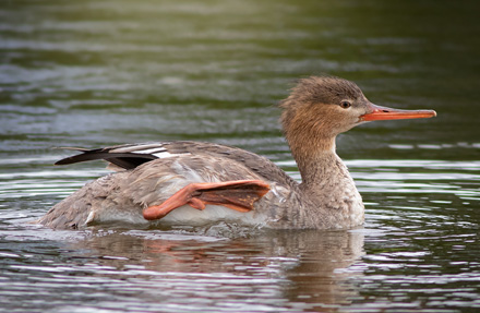 Red-breasted Merganser