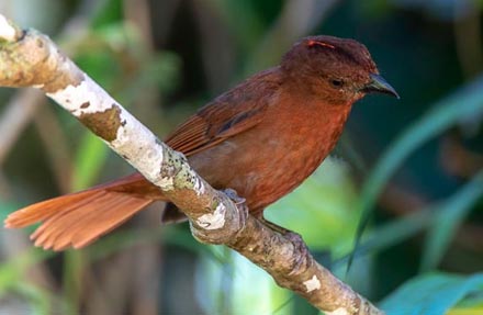 Red-crowned Ant-Tanager 