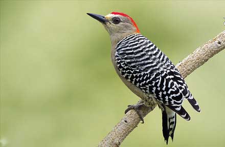 Red-crowned Woodpecker