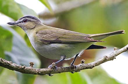 Red-eyed Vireo 