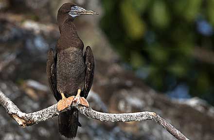 Red-footed Booby