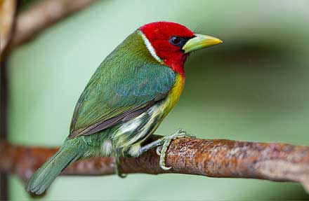 Red-headed Barbet