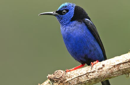 Red-legged Honeycreeper 