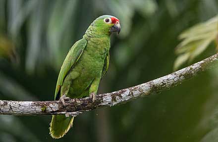 Red-lored Parrot
