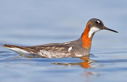 Red-necked Phalarope