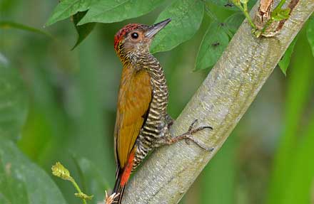 Red-rumped Woodpecker