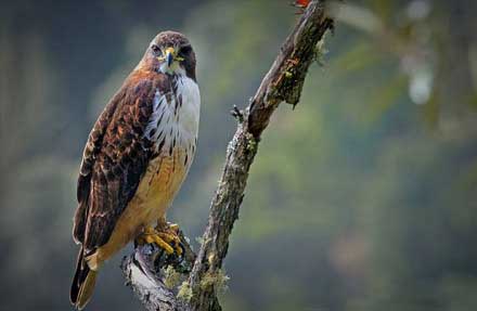 Red-tailed Hawk