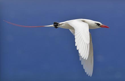 Red-tailed Tropicbird