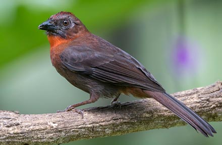 Red-throated Ant-Tanager 