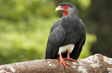 Red-throated Caracara