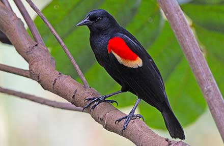 Red-winged Blackbird 