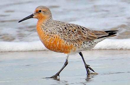 Red Knot