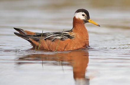 Red Phalarope