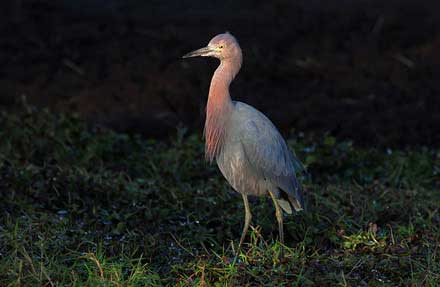 Reddish Egret