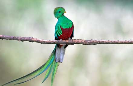 Resplendent Quetzal