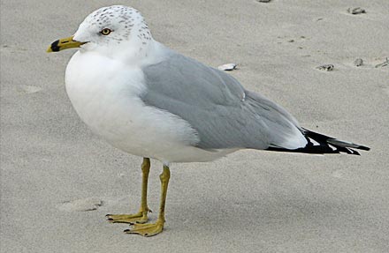 Ring-billed Gull