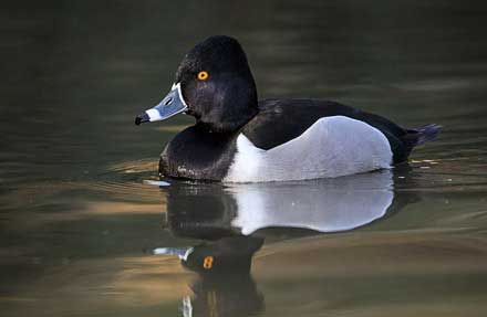 Ring-necked Duck 