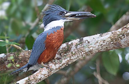 Ringed Kingfisher