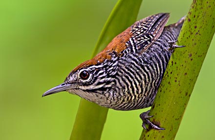 Riverside Wren 