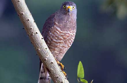 Roadside Hawk
