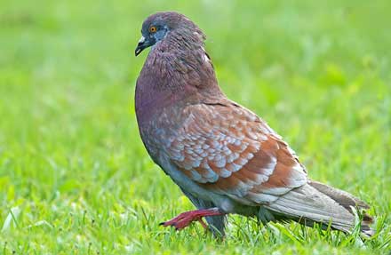Rock Pigeon