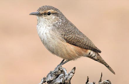 Rock Wren 