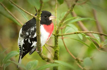 Rose-breasted Grosbeak 