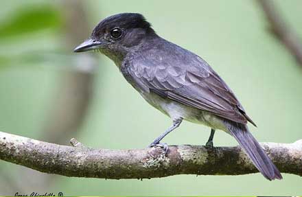 Rose-throated Becard 