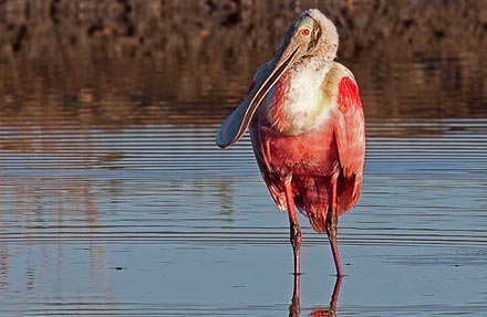 Roseate Spoonbill