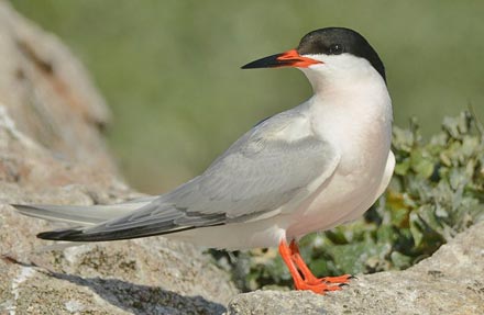 Roseate Tern