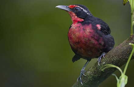 Rosy Thrush-Tanager 