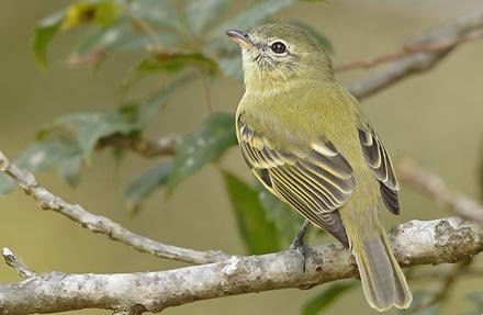 Rough-legged Tyrannulet 