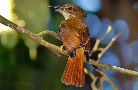 Tropical Royal Flycatcher