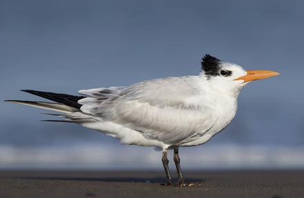 Royal Tern