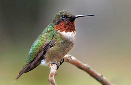 Ruby-throated Hummingbird