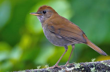 Ruddy-capped Nightingale-Thrush