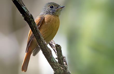Ruddy-tailed Flycatcher 