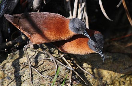 Ruddy Crake