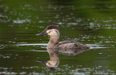 Ruddy Duck 