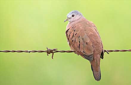 Ruddy Ground-Dove