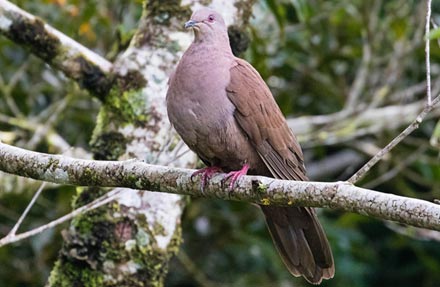 Ruddy Pigeon